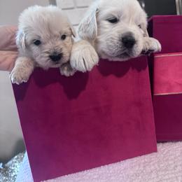 Golden Retriever Puppies from Blair Family Goldens