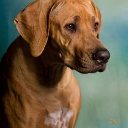 Rhodesian Ridgeback Puppies from Aziza Ridgebacks