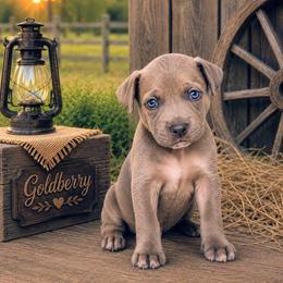 Goldberry - Blue female Great Dane puppy in Citra, Florida from AEW Farm
