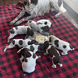 German Shorthaired Pointer Puppies from Cuilean farm and kennel