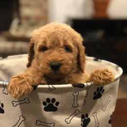 Goldendoodles from Travis Street Doodles & Poodles