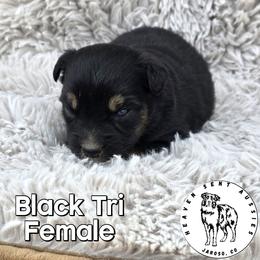 Ufi - Black tri female Miniature Australian Shepherd puppy in Jaroso, Colorado from Heaven Sent Aussies