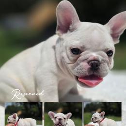 Red boy - Cream male French Bulldog puppy in Polk City, Florida from Best Friend Frenchies, LLC