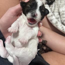 Shihpoo and Shih Tzu Puppies from Angel babies