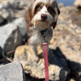 Aspen - Aussiedoodle
