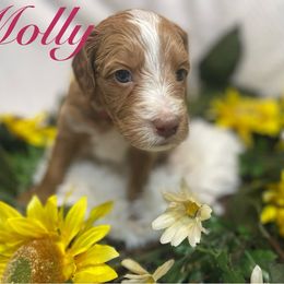 Molly - Apricot Goldendoodle puppy in Humble, Texas from Texas Shine Doodles