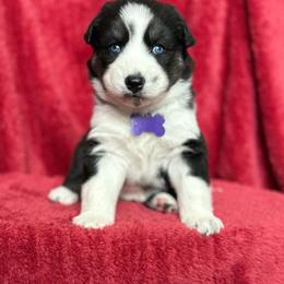 Rikki - Black and white female Siberian Husky puppy in Sherwood, Oregon from Whiskey River Siberians