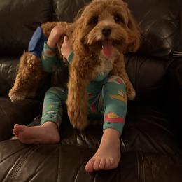 Enzo - Red male Cockapoo puppy in Birdsboro, Pennsylvania from Cooper Family Cockapoos