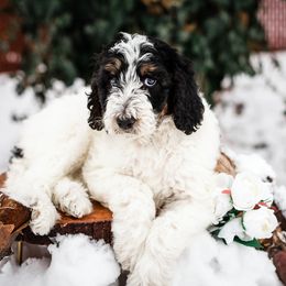 Bearded Retriever, Bernedoodle, and Poodle Puppies from Doodle Belle Puppy