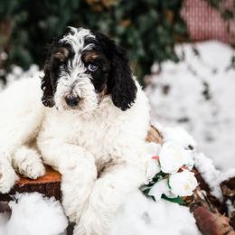 Bearded Retriever, Bernedoodle, and Poodle Puppies from Doodle Belle Puppy