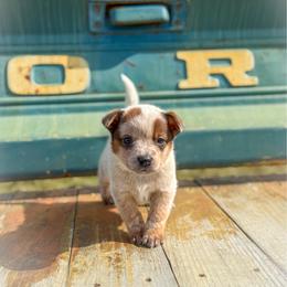 Violet collar - Red speckled female Australian Cattle Dog puppy in Spokane, Washington from 4D Cattle Dogs