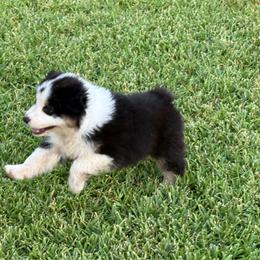 Blue - Black tri-color male Australian Shepherd puppy in Fontana, California from J.O Family Aussies