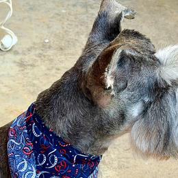 Miniature Schnauzers from Daniel Morlan