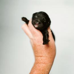 Simon - Black tri-color male Aussiedoodle puppy in Inman, South Carolina from Dark Corner Doodles