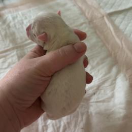 Boy 2 - White male Chihuahua puppy in Austin, Indiana from Dog Bones N Harmony