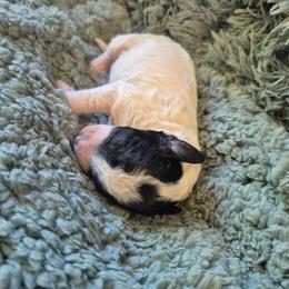 Jalepeno - Parti male Poodle puppy in Milford, Michigan from Cuddley-Poods Moyen poodles