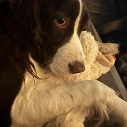 Charlene - English Springer Spaniel