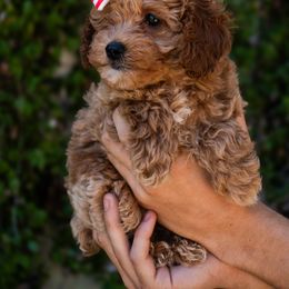 Sophie - Apricot female Poodle puppy in Cisco, Texas from Southern Girls Poodles