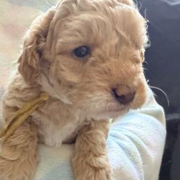 Yellowe Girl - Cream female Cockapoo puppy in Bayville, New Jersey from Lovin Lil CutiePoos