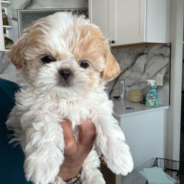 Nillah.... Nilla - Cream and white female Shih Tzu puppy in Hermiston, Oregon from Butterfly Shih Tzu Pups