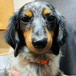 Rosco - Dachshund