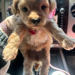 Rosie - Red female Maltipoo puppy in Apple Valley, California from Boujeepups