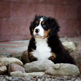Bernese Mountain Dog Puppies from Joan Rogers