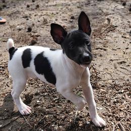 Freyja - Rat Terrier