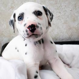 Ruby - White and black female Dalmatian puppy in Hastings, Florida from Love My Spotty Dalmatians