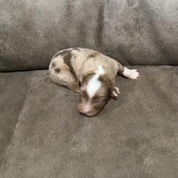 Cognac - Fall Sale - Red merle male Miniature Australian Shepherd puppy in Oronogo, Missouri from Dutton's Show Me Farms