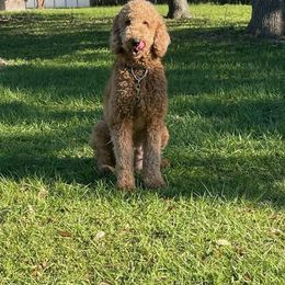 Savannah - Goldendoodle