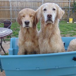 Golden Retriever Puppies from Rusty Creek Retrievers