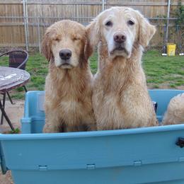 Golden Retriever Puppies from Rusty Creek Retrievers