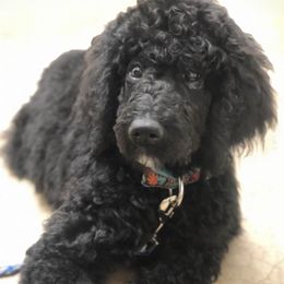 Goldendoodles and Poodles from Bama Bred Doodles