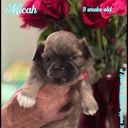 Micah - Black and white male Shih Tzu puppy in Beatrice, Nebraska from I Shih Tzu Not Puppies
