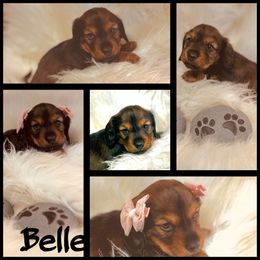 Dachshund Puppies from The Gentle Kennels