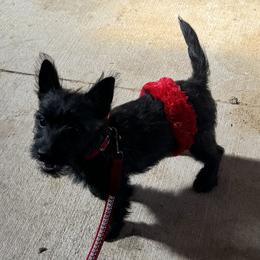 Cairn Terrier Puppies from Central Oregon Cairn Terriers
