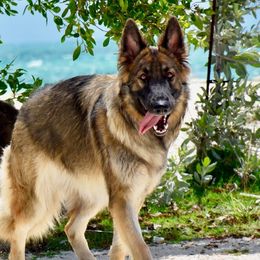 Theory - Shiloh Shepherd