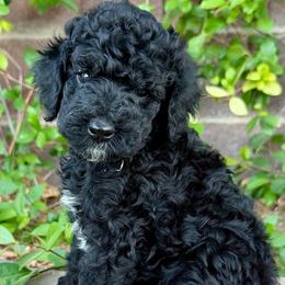 Purple Girl - Black female Poodle puppy in Las Vegas, Nevada from Vegas Poodles