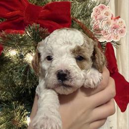 Snow White - Parti female Goldendoodle puppy in Ashland, Kentucky from Still Waters Farm