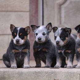 Australian Cattle Dog and Labrador Retriever Puppies from Lakylu Kennels
