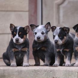 Australian Cattle Dog and Labrador Retriever Puppies from Lakylu Kennels