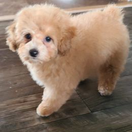 Poodle Puppies from Tiny Toy Poodles