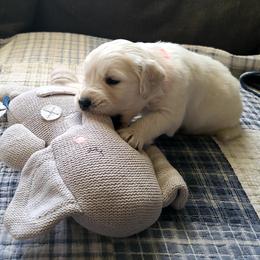 Golden Retriever Puppies from Southern Golden Retrievers