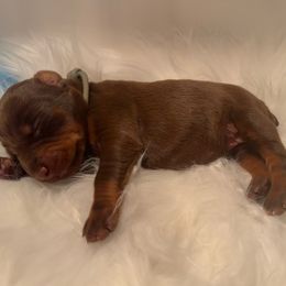 Grey collar female - Red and rust female Doberman Pinscher puppy in Fostoria, Michigan from Jensen Dobermans and Dachshunds