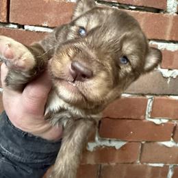 Gabriel - Red and white male Siberian Husky puppy in London, Ohio from Rose Trail Siberian’s