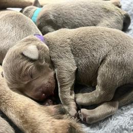 Crater - Chocolate male Labrador Retriever puppy in Eugene, Oregon from McKenzie Reign Labradors
