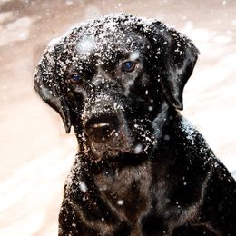 SoCo - Labrador Retriever
