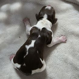 Lani - Tri-Roan female English Springer Spaniel puppy in Florida from Thunderbird Springers