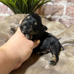 Queen - Black and silver female Miniature Schnauzer puppy in Lufkin, Texas from C&K’s Schnauzer House